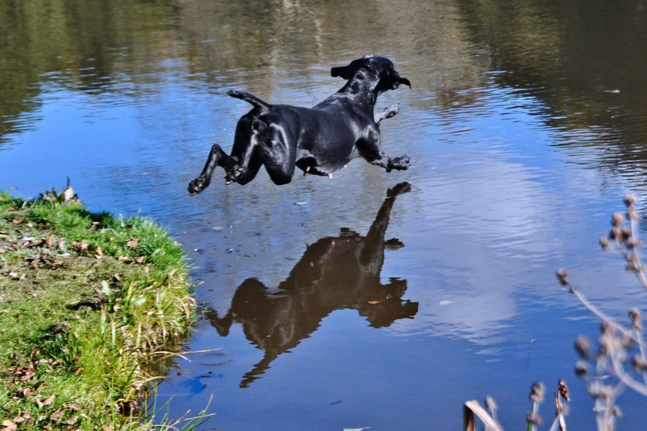 GSP entering water with enthusiasm